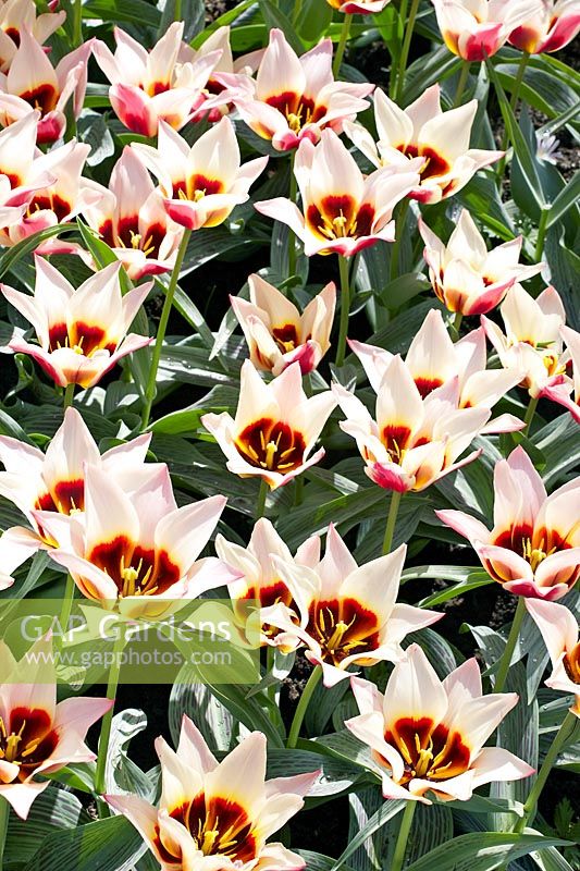 Tulipa greigii Lady Diana