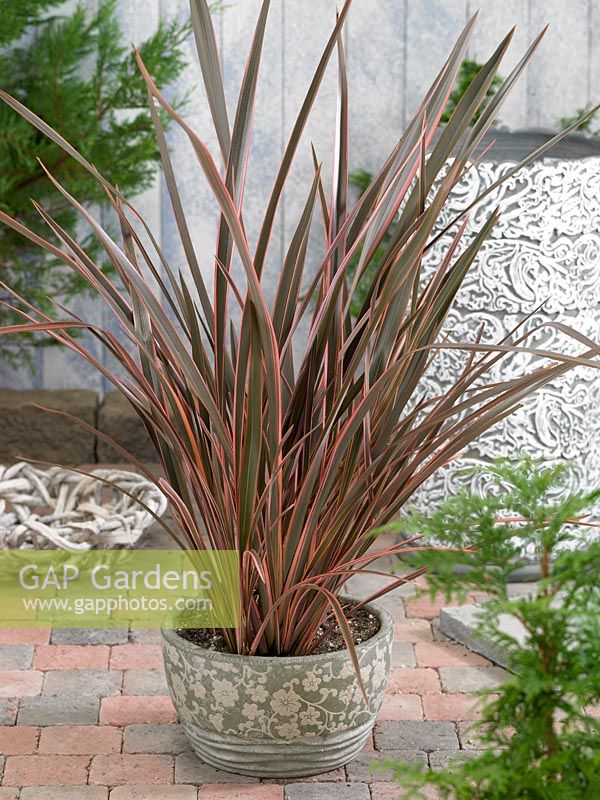 Phormium Sundowner