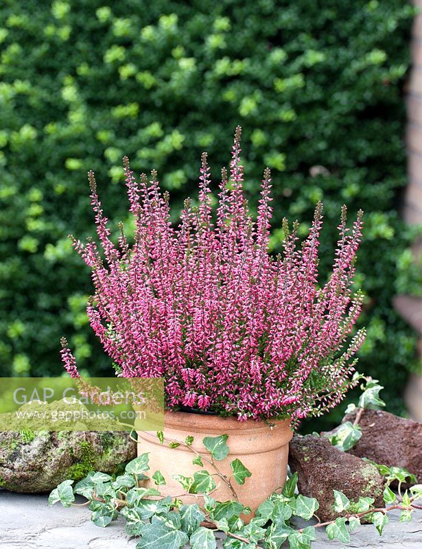 Calluna 'Aphrodite' - Gardengirls series - displayed in pot