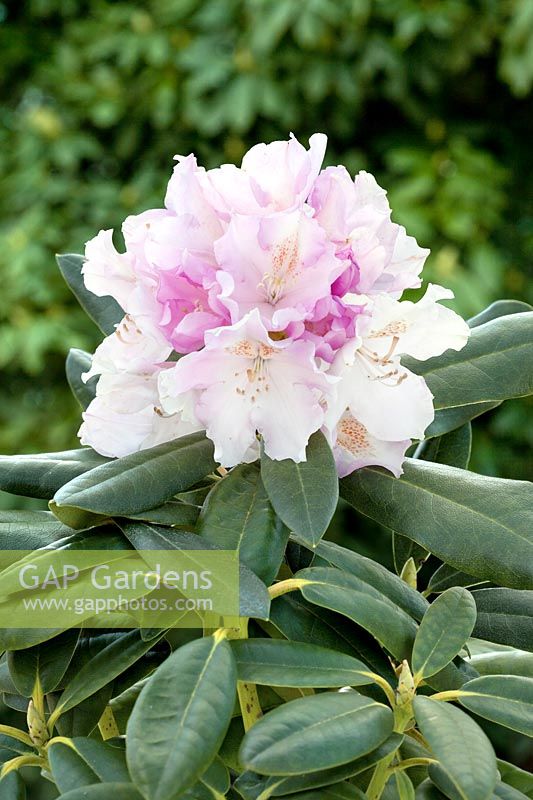 Rhododendron Hoppy