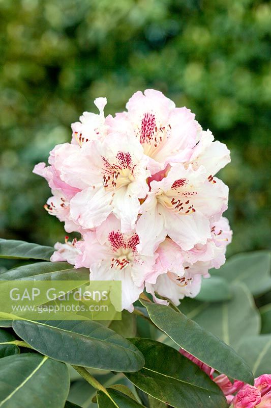 Rhododendron INKARHO ® Bellini