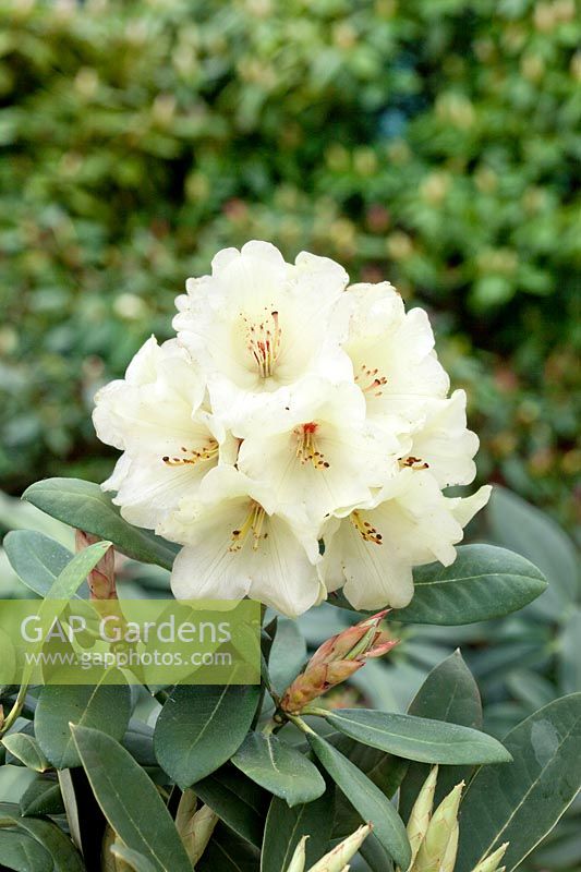 Rhododendron yakushimanum Frühlingsgold