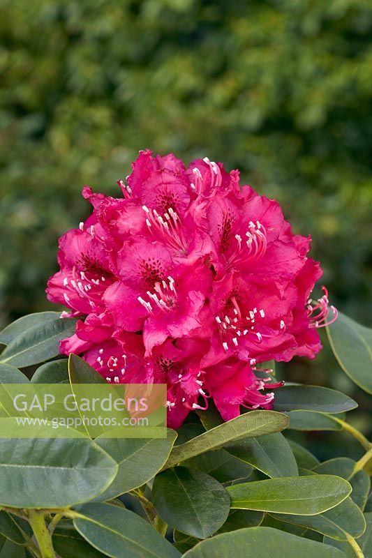 Rhododendron Erich