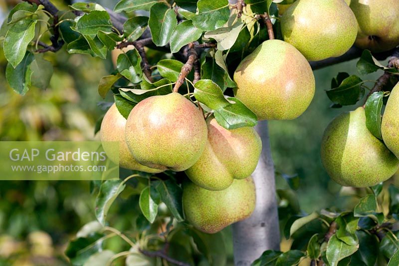 Pyrus communis Doyenne du Comice