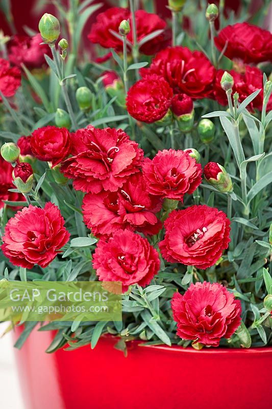 Dianthus Early Bird™ Radiance in pot