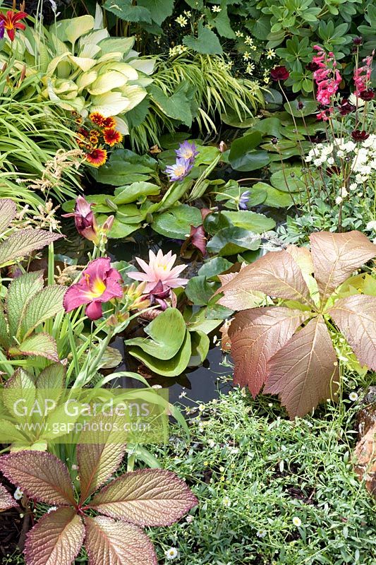 Perennials garden and pond with aquatic plants