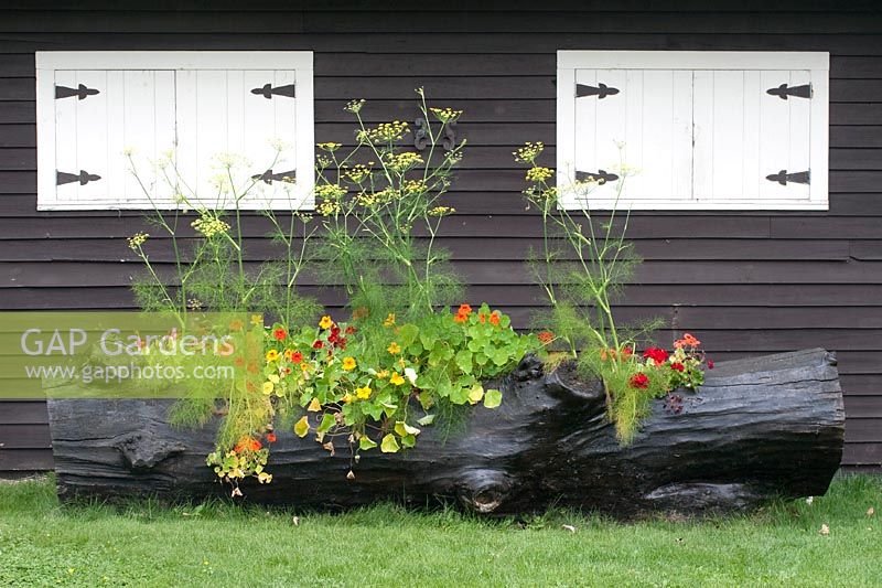 Tree trunk planter with annuals