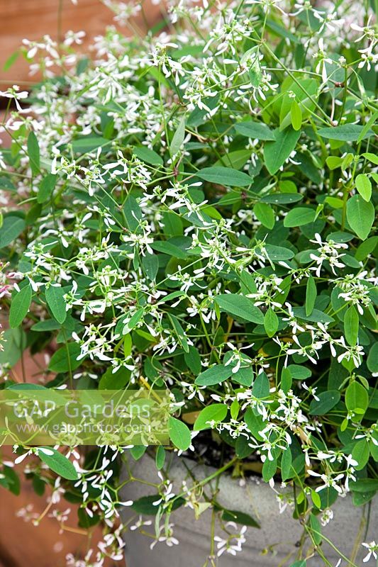 Euphorbia hypericifolia Euphoric™ White