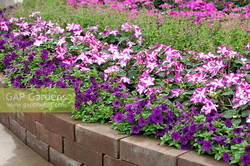 Flower border with Petunia Picnic™ Violet, Impatiens F1 Accent™ Premium Violet Star and Cuphea ramosissima Cuphoric™ Pink
