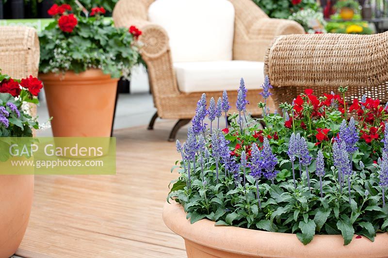 Planters with Pelargonium and Salvia