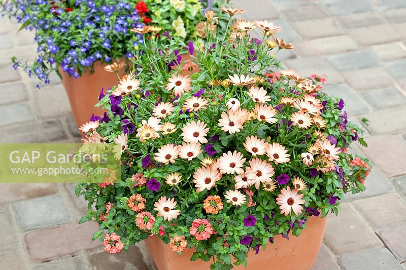 Planter with Osteospermum ecklonis, Calibrachoa and Verbena