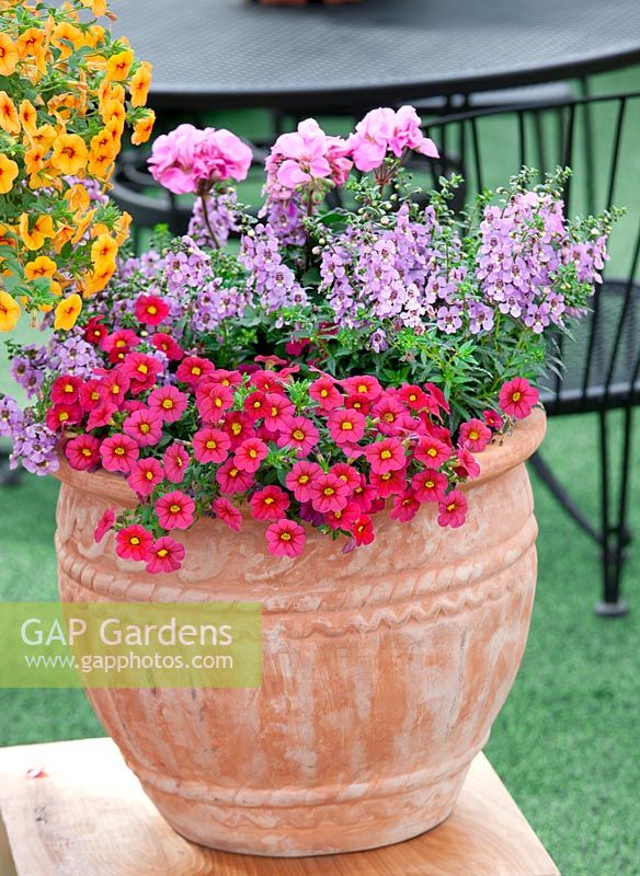 Terra Cotta container with Calibrachoa Can-Can™ Rose Star, Angelonia AngelMist ™ Purple, Pelargonium Presto ™ Pink