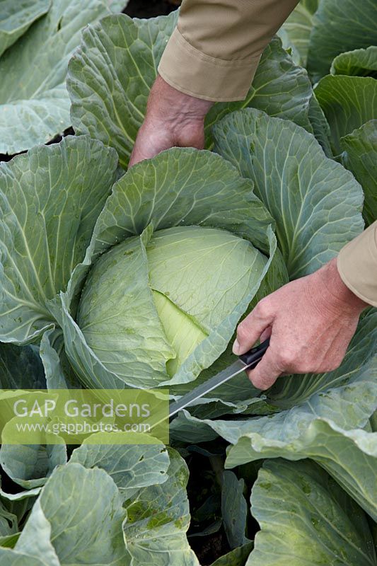 Brassica oleracea var. capitata f. alba