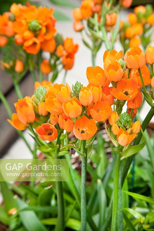 Ornithogalum Sun Star 