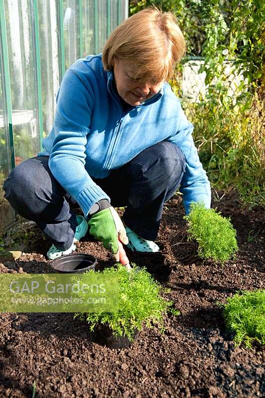 Planting instruction for perennial plants