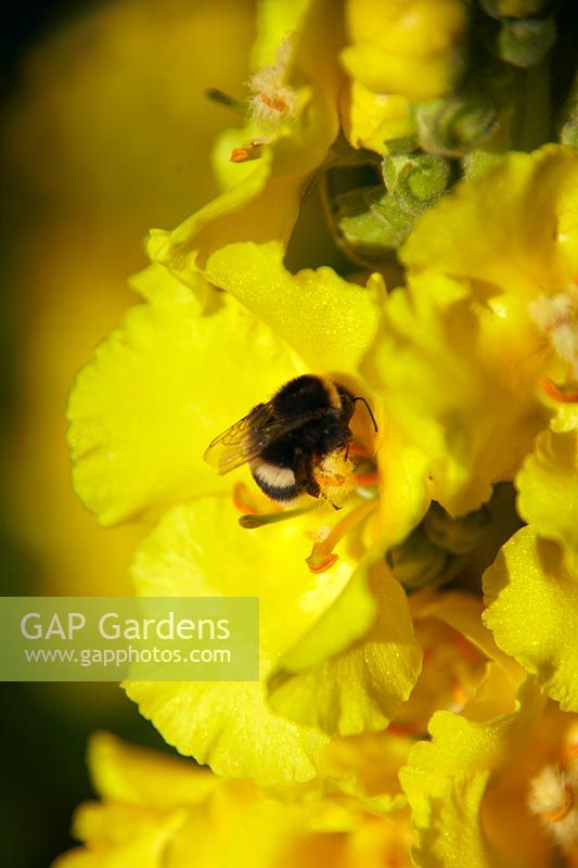 Bumble bee on Verbascum bombyciferum flower
