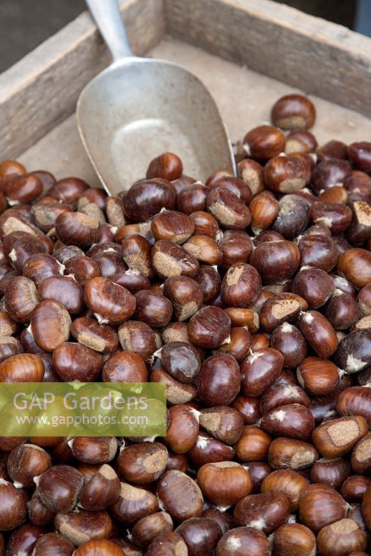 Impression with chestnuts in a wooden crate