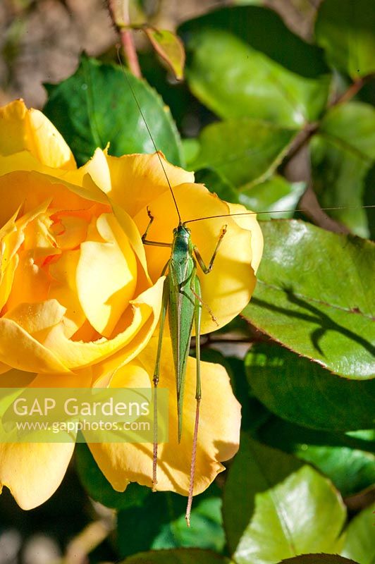 Grasshopper on yellow rose