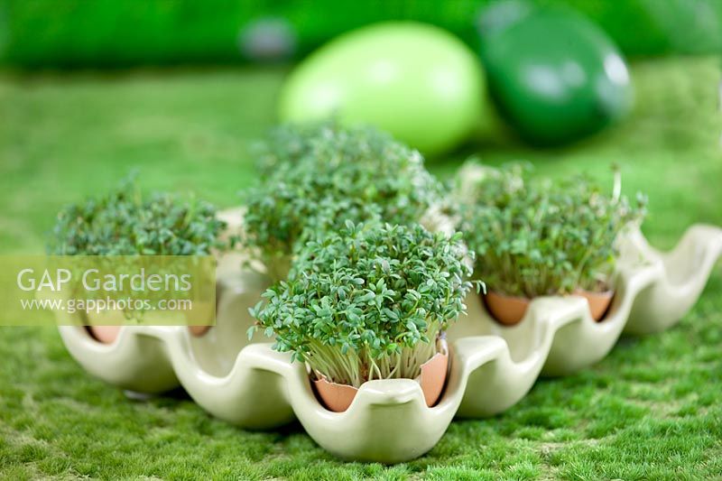 Impression with garden cress in egg shell