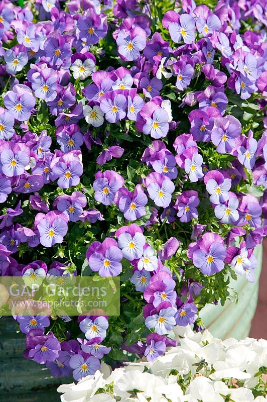 Viola Plentifall Lavender Blue