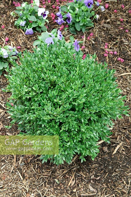 Buxus sempervirens Glencoe 'Chicagoland Green' ®