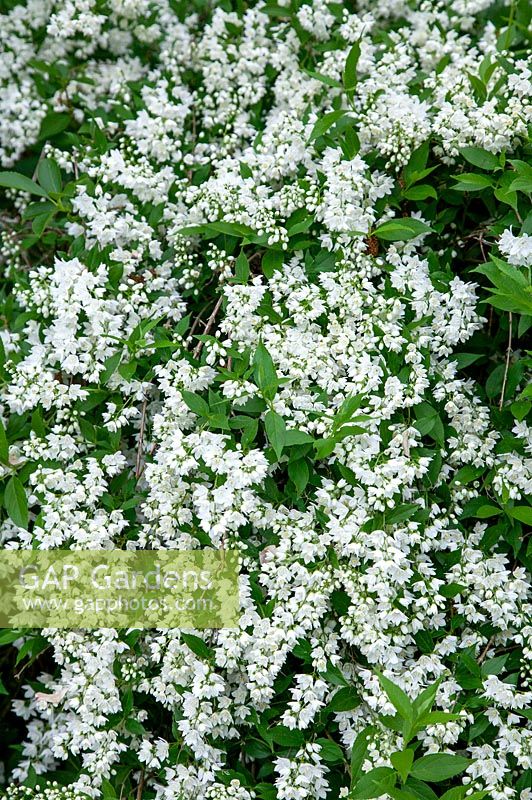 Deutzia gracilis Nikko