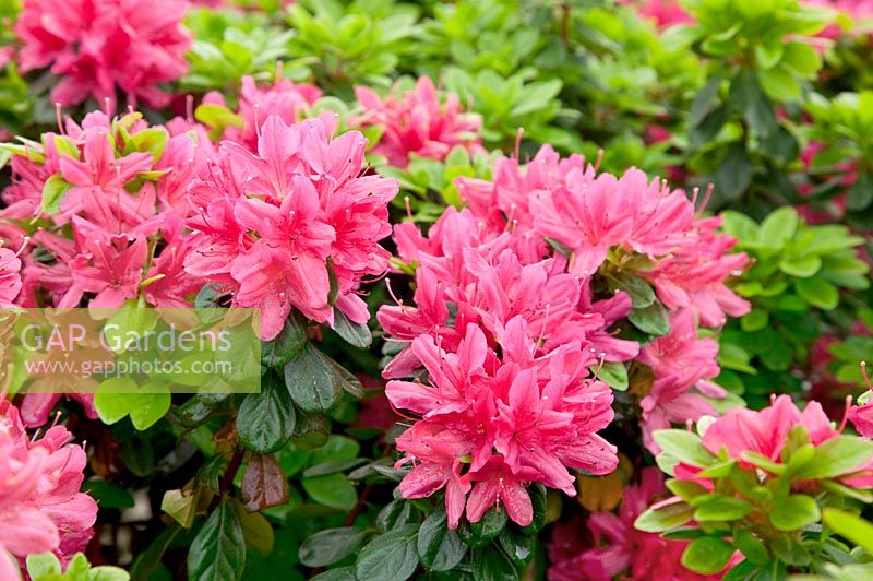 Rhododendron Hinode-giri