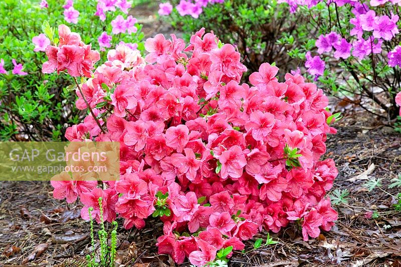 Rhododendron Red Slippers