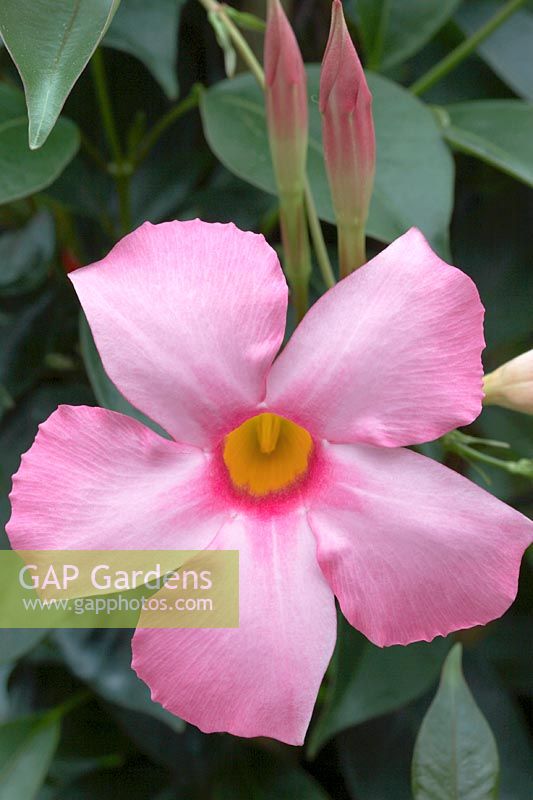 Mandevilla Sundaville® Pretty Pink