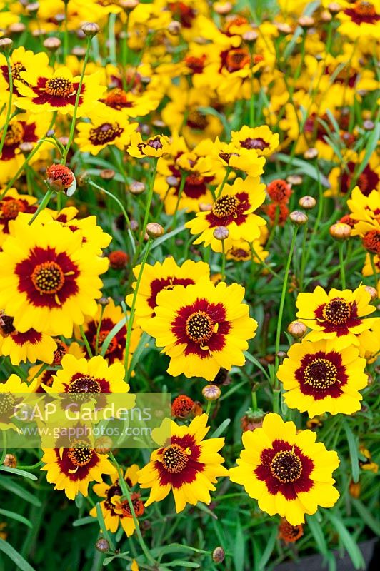 Coreopsis Coloropsis ™ Salsa