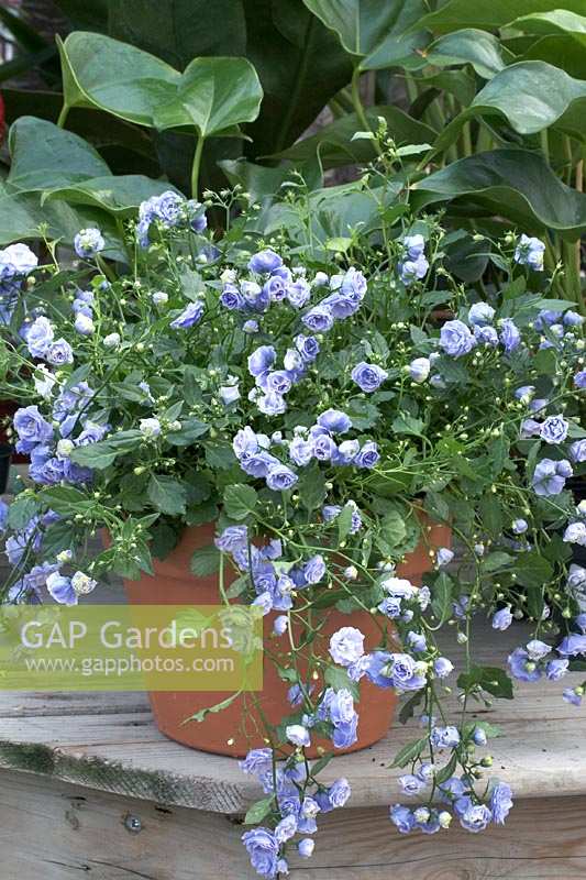 Campanula Double Blue Wonder