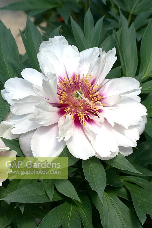 Paeonia Cora Louise