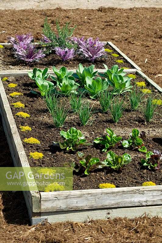 Vegetable patch with wooden frame