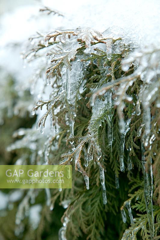 Thuja covered with ice and icicles