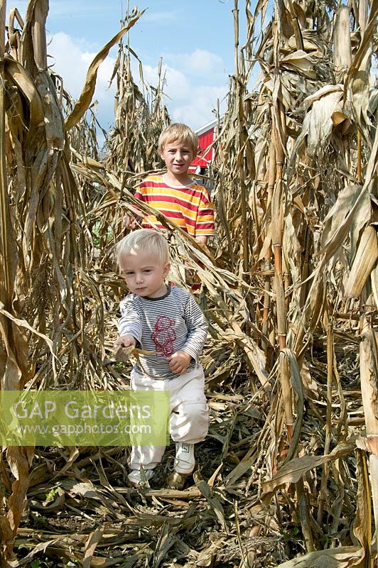 Kids playing in the cornfield