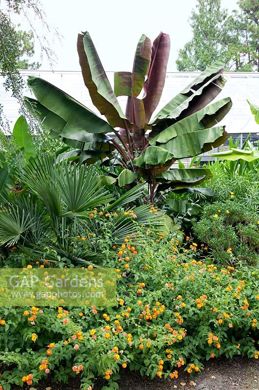Tropical Garden scene with Musa, Lantana, Washingtonia