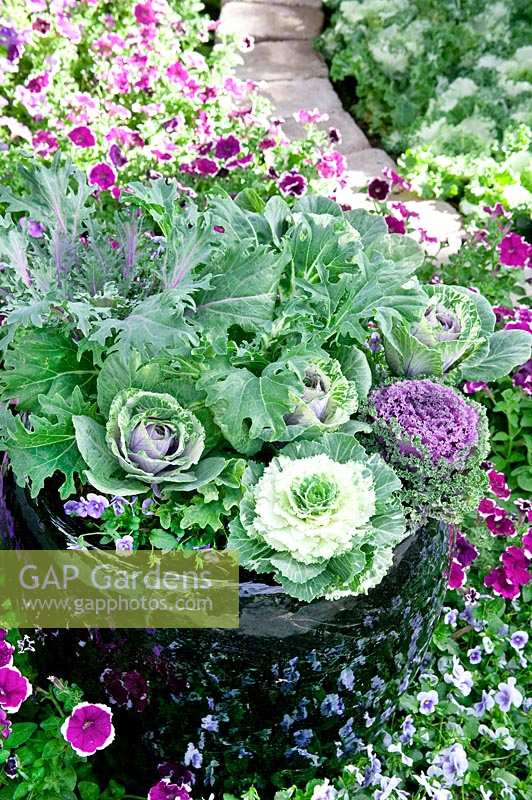 Container Planting with ornamental kale and Viola