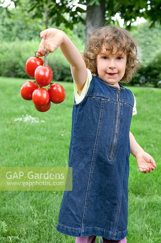Little girl in the garden with tomatos on the vine