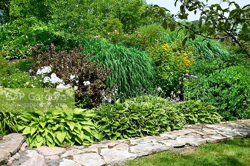 Perennial Garden with Hosta, Phlox, Leucanthemum, Miscanthus, Heliopsis and natural stone path
