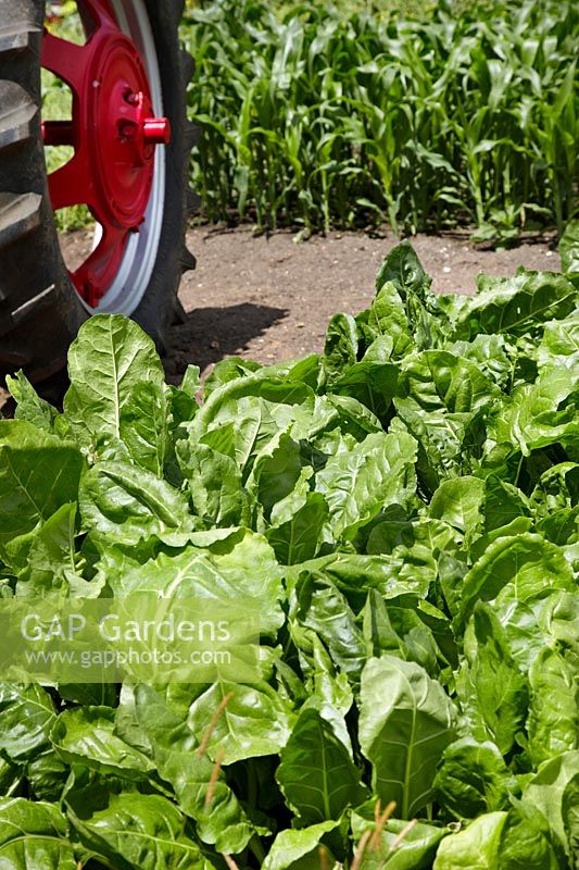 Agriculture, Sugar beet field