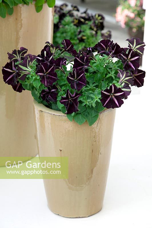 Petunia Pinstripe in pot