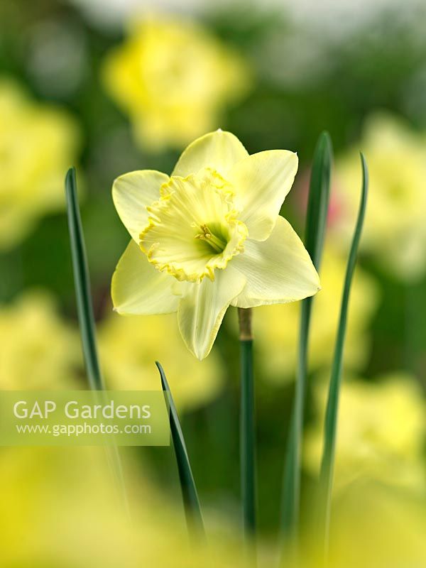 Narcissus Large Cupped Saint Patrick's Day