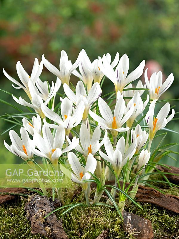 Crocus vernus subsp. albiflorus