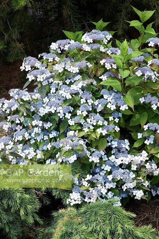 Hydrangea serrata Bluebird