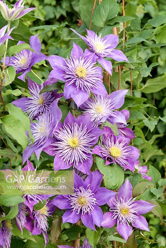 Clematis Crystal Fountain ™ Regal ™ Evipo038