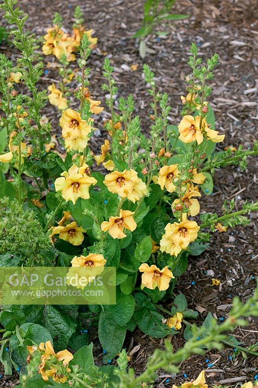 Verbascum Sierra Sunset