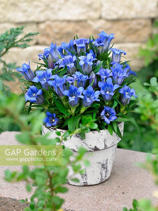 Gentiana scabra blue in pot