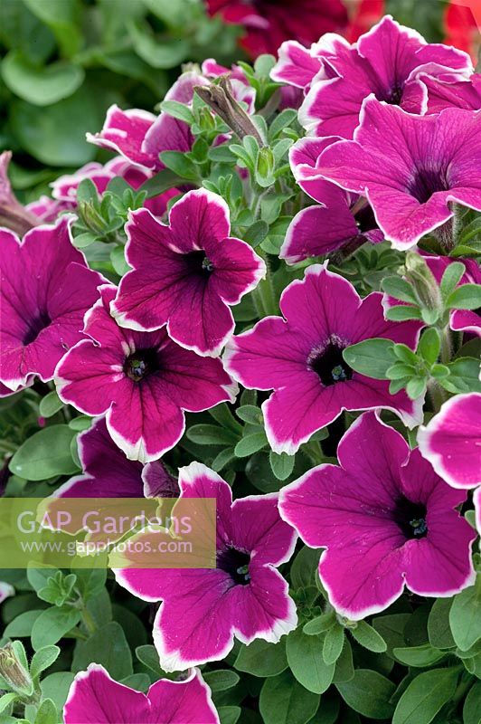 Petunia Cascadia Rim Purple