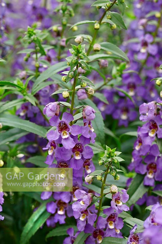 Angelonia angustifolia Serena ™ Purple