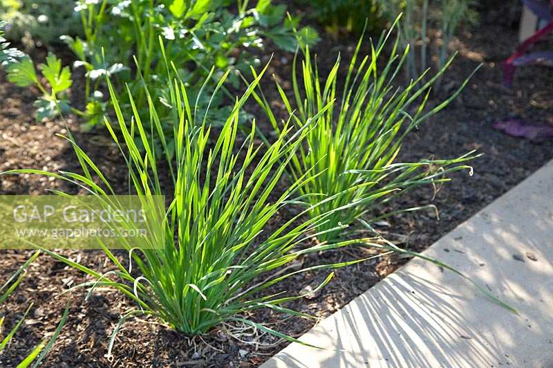 Allium tuberosum in herb garden